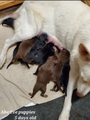 Abe and Eve Pups - 5 days Abe and Eve Litter