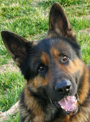 Reichen Reichen - a Rosehall Shepherds Male