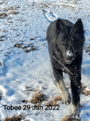 Tobee A Rosehall Shepherds Female