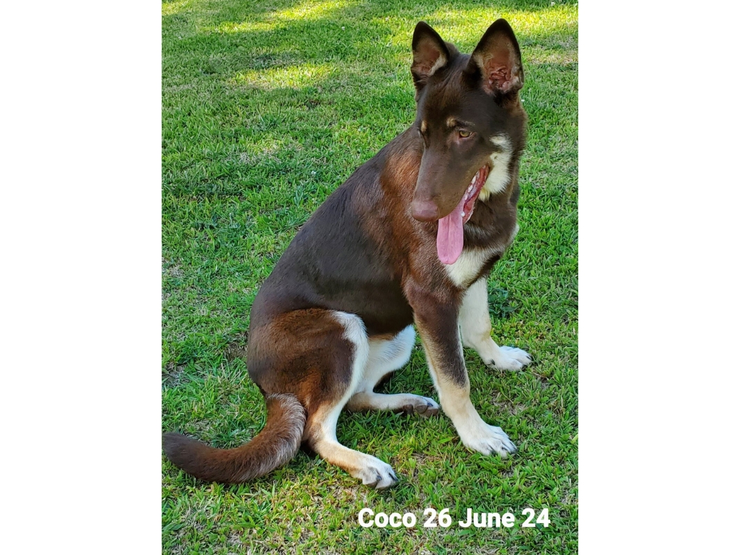 Coco2