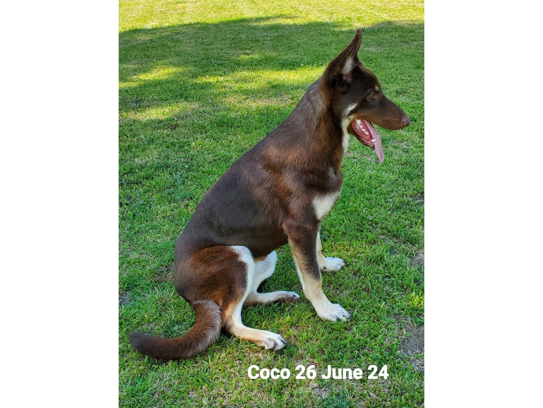 Coco3
