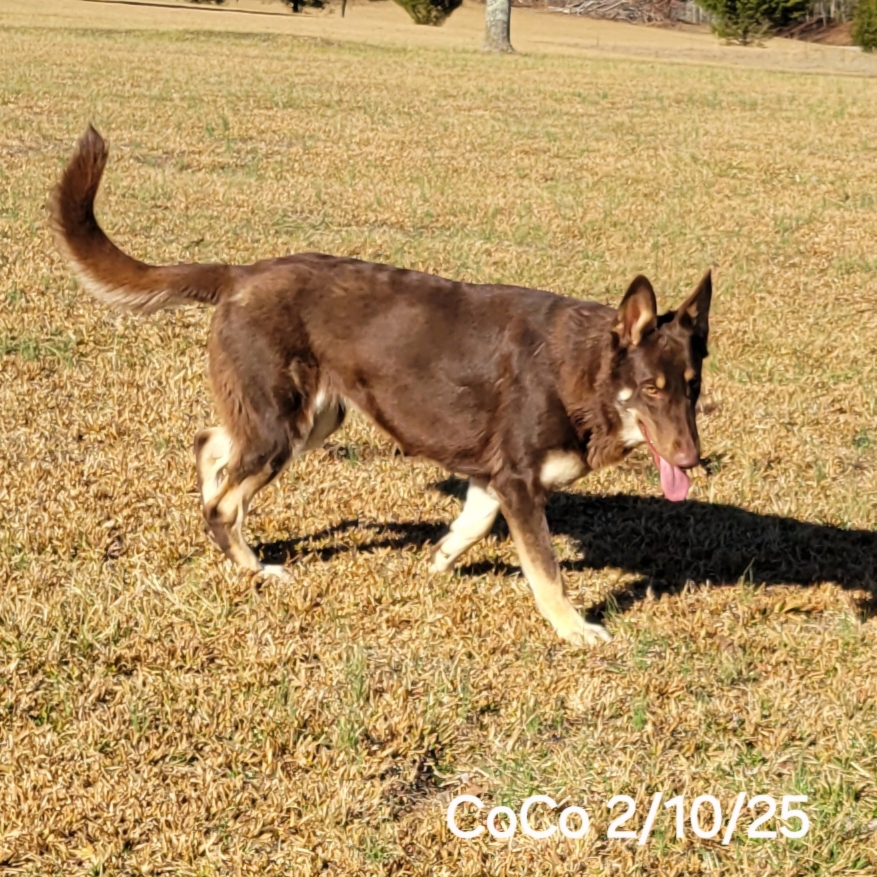 Coco7