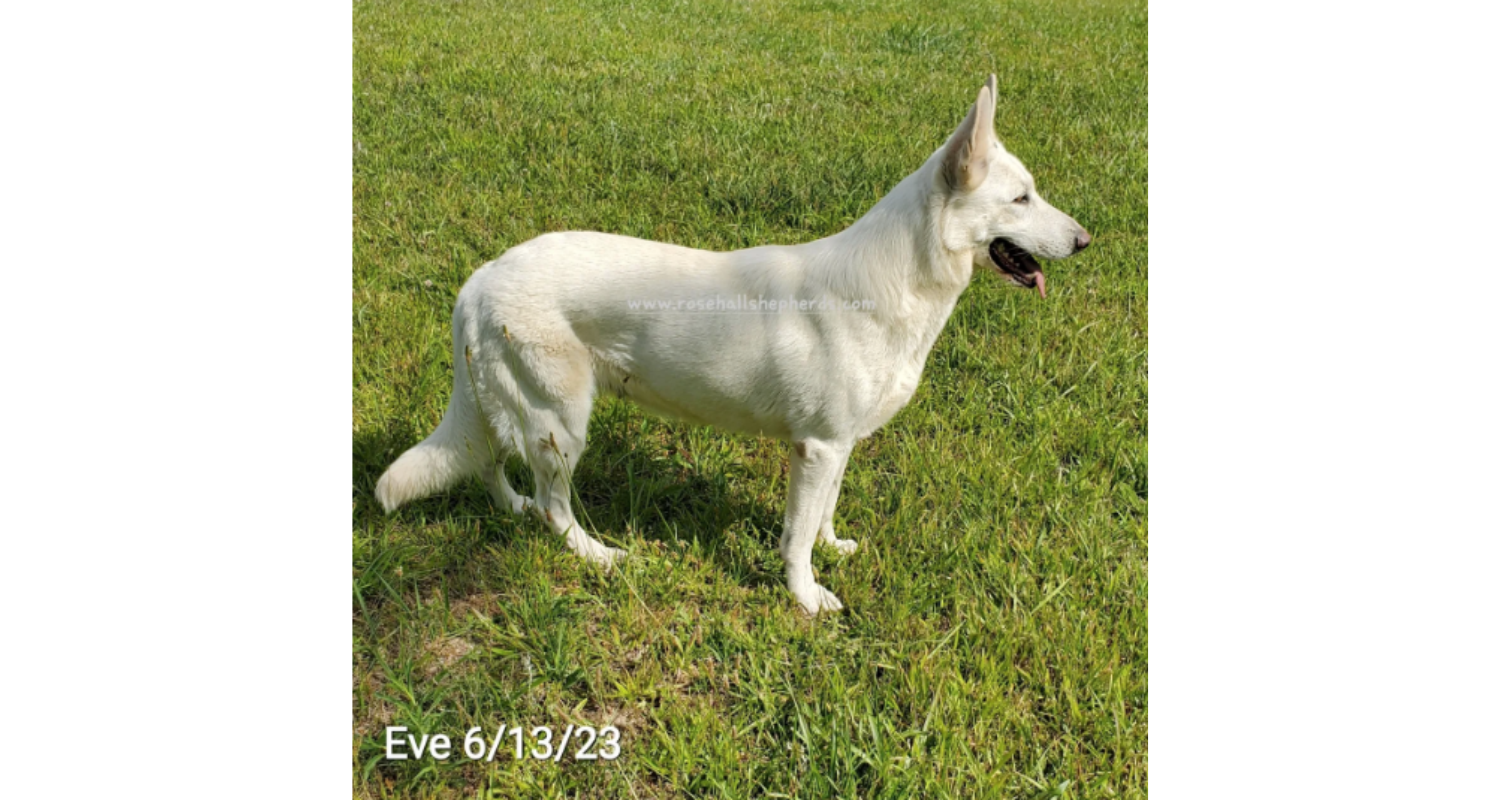 Eve1