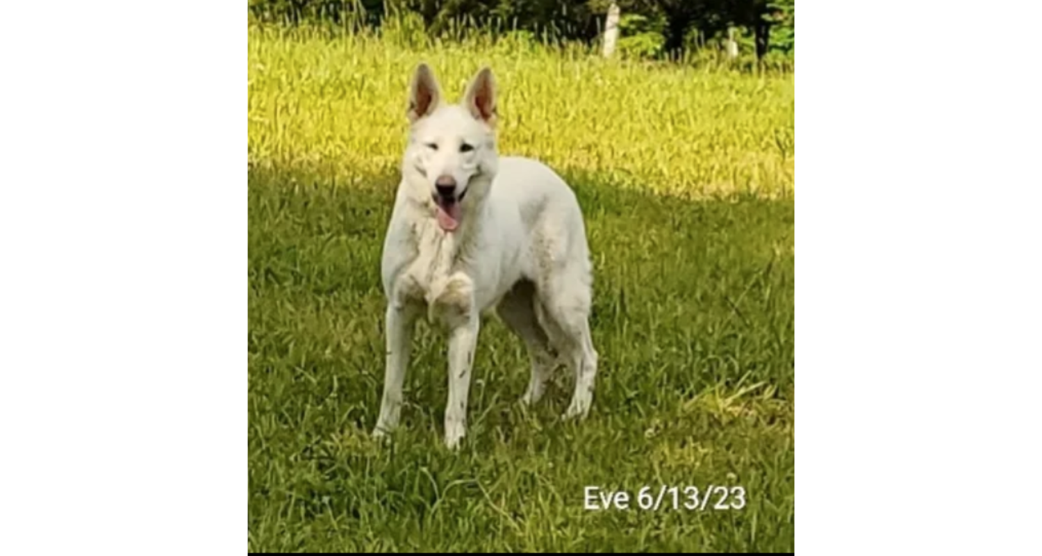 Eve8