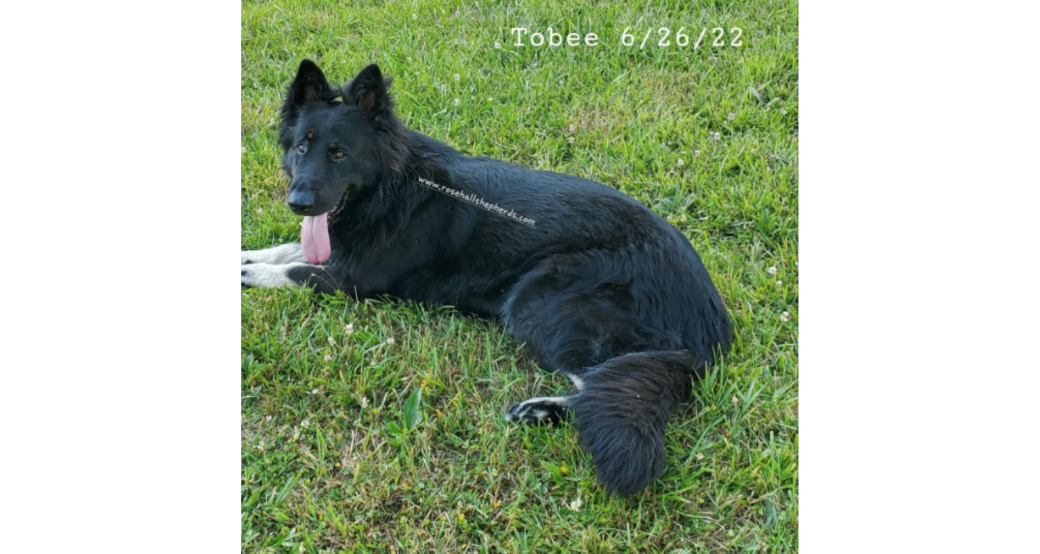 Tobee1