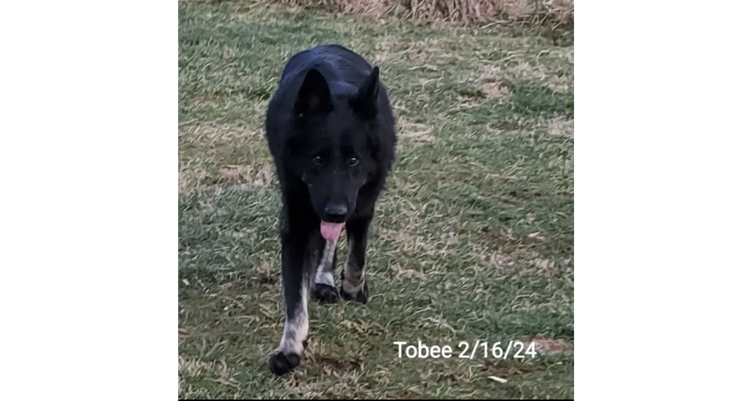 Tobee11