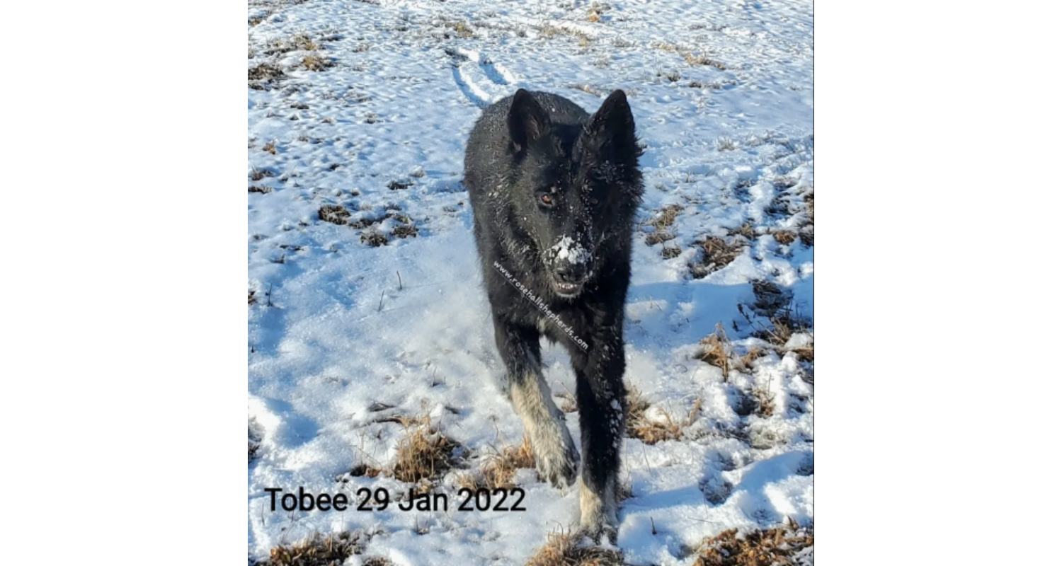 Tobee2