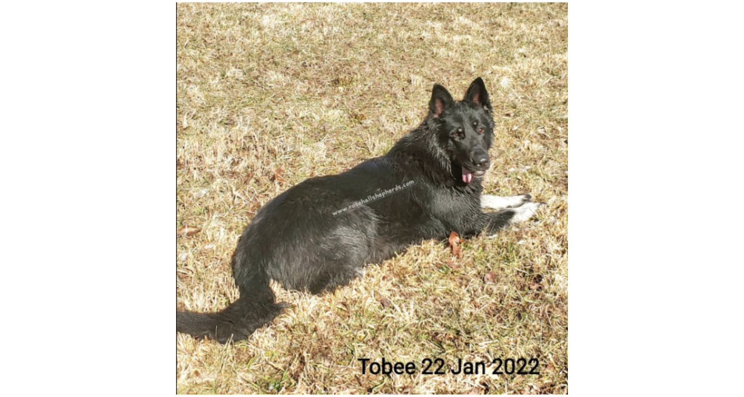 Tobee3
