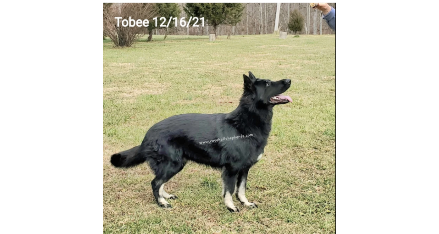 Tobee4