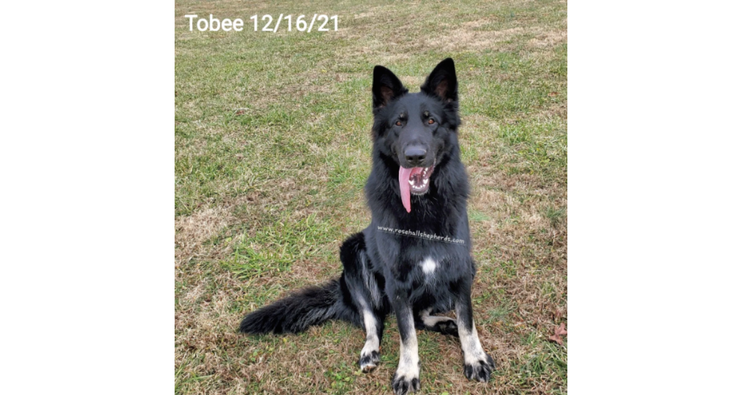 Tobee5