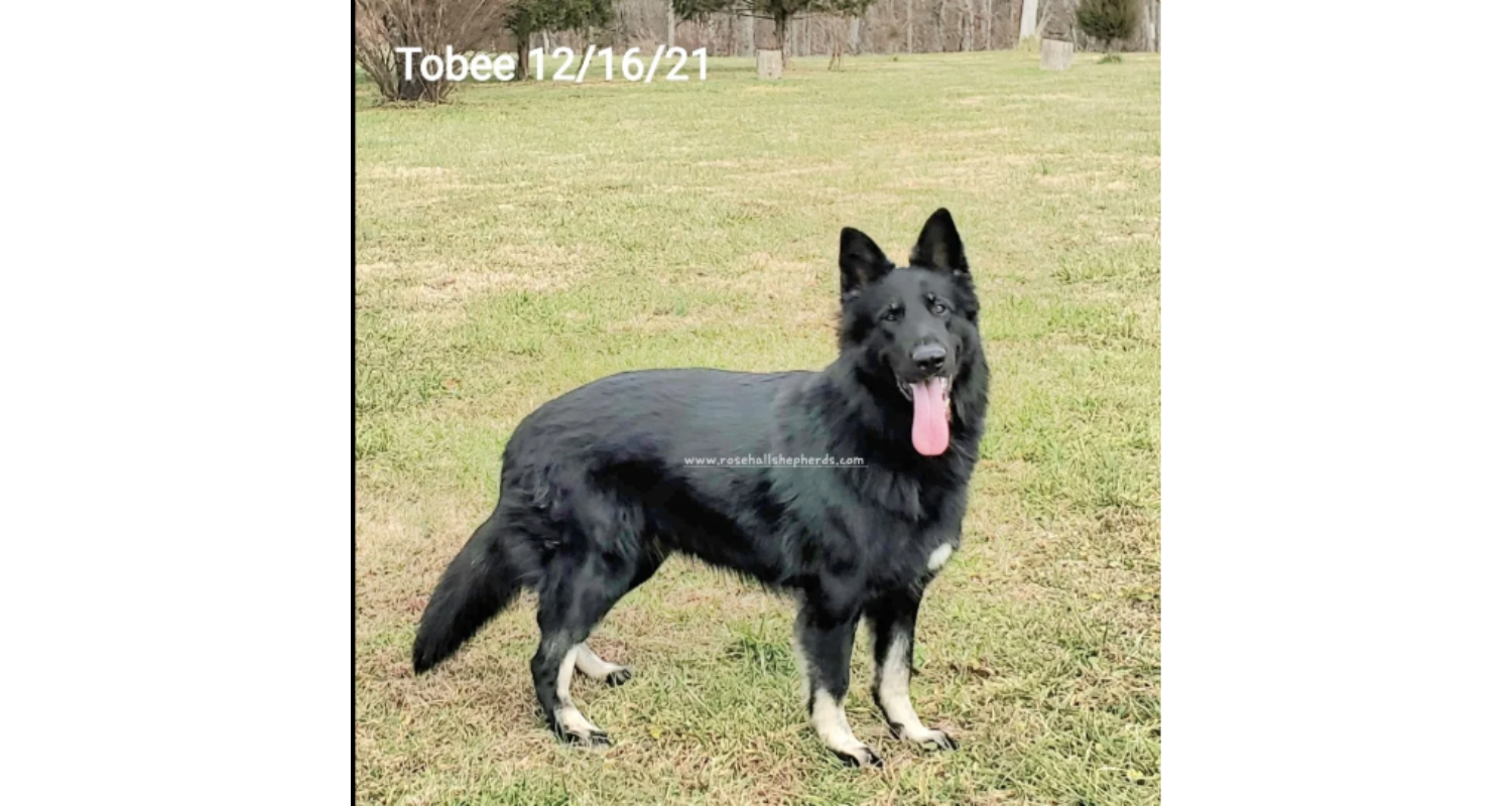 Tobee6