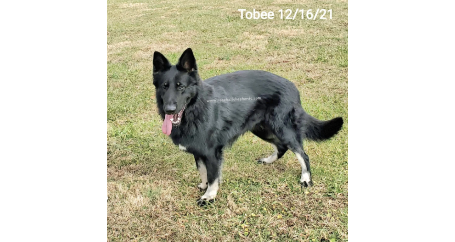 Tobee8